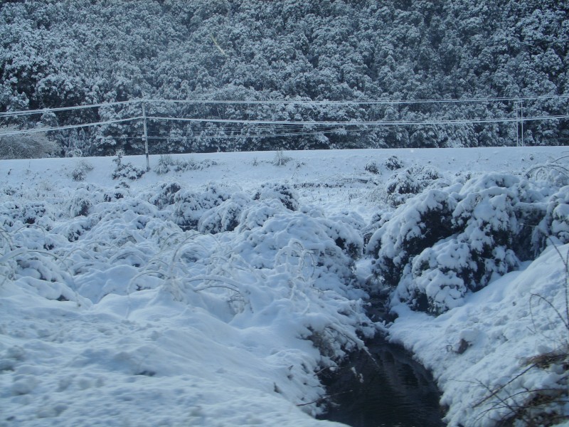SS850880.JPG